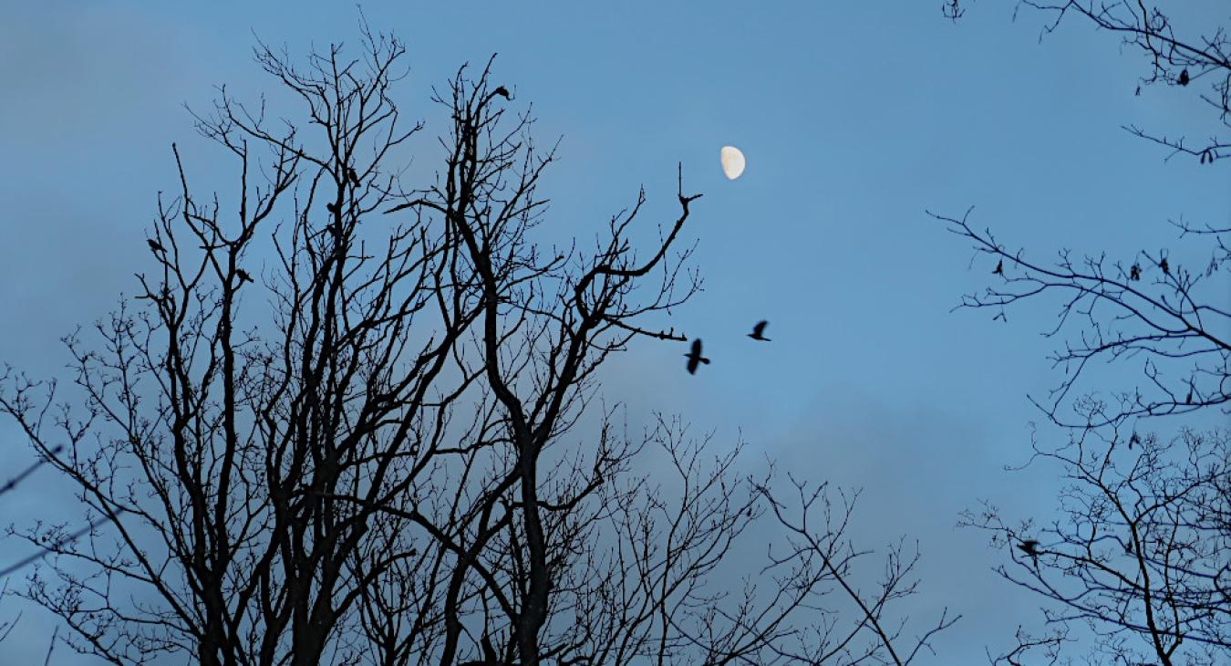 Hollufgård vinterstemning